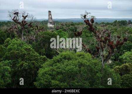 Luftaufnahme der archäologischen Stätte Tikal, der Pyramidenruine des 'Temple III', die aus dem Dschungel ragt, Peten, Guatemala Stockfoto