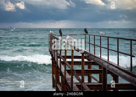 Möwen und Kormoran-Vögel sitzen auf einer rostigen Eisenbahnpier über dem Schwarzen Meer in Sozopol, Bulgarien Stockfoto