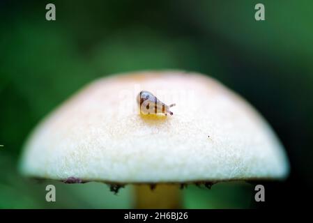 Tiny Slug mit Streifen auf Pilzmütze im Wales Woodland Stockfoto