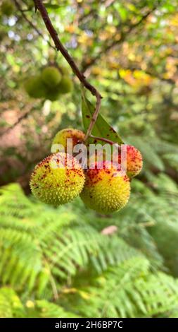 Ein Fokus auf Früchte Arbutus unedo in einem Baum Stockfoto