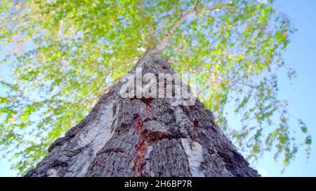 Ein Fokus auf die Rinde eines Baumes Stockfoto