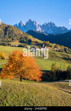 Luftaufnahme der Kirche von Santa Maddalena. Santa Magdalena Val di Funes, Villental, Bozen, Südtirol, Trentino-Südtirol, Italien. Stockfoto