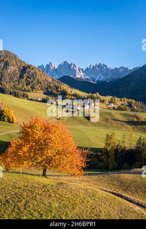 Luftaufnahme der Kirche von Santa Maddalena. Santa Magdalena Val di Funes, Villental, Bozen, Südtirol, Trentino-Südtirol, Italien. Stockfoto