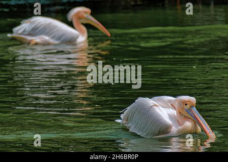 Die Pelikane schwimmen auf einem See in Neu-Delhi, Indien Stockfoto