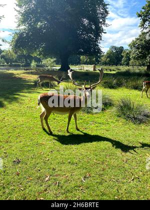 Ein Hirsch, der im Dunham Massey National Trust, England, füttert - blauer Himmel im Herbst/Winter Stockfoto