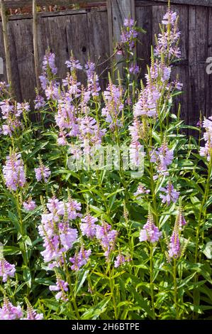 Physostegia virginiana rosea eine Laub-Staude, die voll winterhart ist, hat rosa Blüten, die in Position bleiben, wenn bewegt auch gehorsame Pflanze genannt Stockfoto