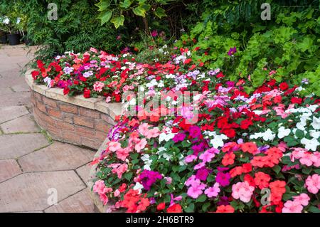 Impatiens geschäftige Lizzie in gemischten Farben von roten rosa Lachs orange und weiß wachsen in einem gebogenen Stil Backstein gebaut erhöhte Blume im Sommer Stockfoto