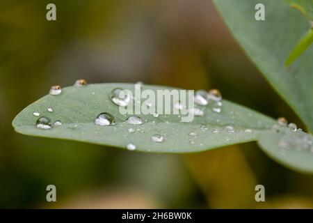 Regentropfen auf dem Herbstblatt Stockfoto