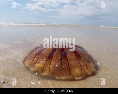 Eine Nesselqualle aus dem Norden an der sandigen Küste im Sommer Stockfoto