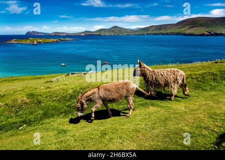 Die Blasket-Inseln vor der Küste von Dingle, County Kerry, Irland Stockfoto