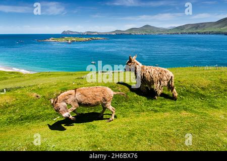 Die Blasket-Inseln vor der Küste von Dingle, County Kerry, Irland Stockfoto