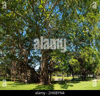 Schöner alter großer Mangrovenbaum in einem Park in St. Petersburg, Florida, USA Stockfoto