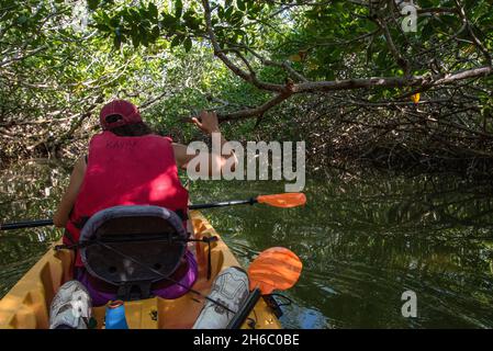 Kanufahren durch den Sumpfgebiet der Everglades in Florida, USA Stockfoto