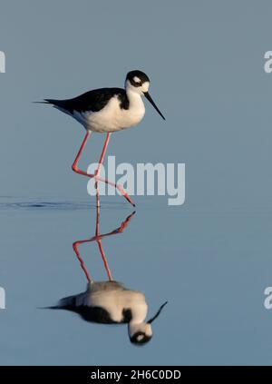 Schwarzhalsstelze (Himantopus mexicanus), die mit Spiegelung in einem ruhigen, blauen, flachen Wasser watet, Galveston, Texas, USA. Stockfoto