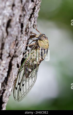 Resh Dog-day Cicada Male (Megatibicen resh) singend auf Baumstamm, Galveston, Texas. USA. Stockfoto