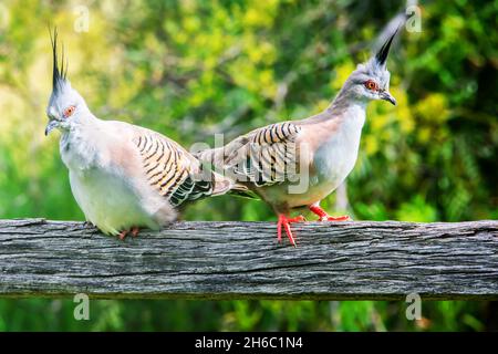 Zwei australische Haustauben, Ocyphaps-Lophoten, ruhen auf einer Zaunschiene. Stockfoto