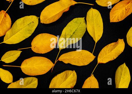 Reife Kürbisse und gelbe Herbstblätter auf schwarzem Hintergrund. Erntekonzept, Erntedankfest Stockfoto