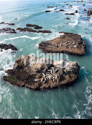 Der kalte Pazifische Ozean fließt an die zerklüftete und malerische Küste Nordkaliforniens, wo sich Robben auf Felsen sonnen. Stockfoto