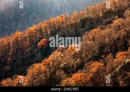 Rostige Blätter im späten Herbst in den Blue Ridge Mountains - in der Nähe von Asheville, North Carolina, USA Stockfoto
