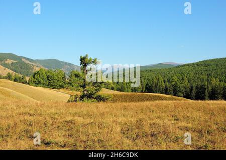 Auf einem Hügel in einem malerischen Tal, umgeben von hohen Bergen, die von Nadelwäldern überwuchert sind, wächst eine einsames Kiefernholz. Ulaganskoe-Hochebene, Altai Stockfoto