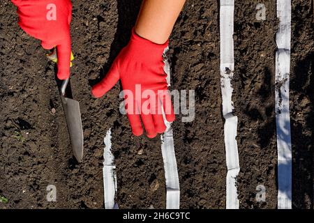 Nahaufnahme der Frau Hände Pflanzen Gemüse mit Hilfe eines Saatbandes und Schaufel. Stockfoto