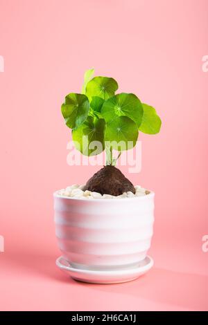 Nahaufnahme einer Stephania Erecta Pflanze auf rosa Hintergrund Stockfoto