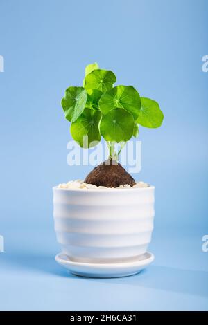 Nahaufnahme einer Stephania Erecta Pflanze auf blauem Hintergrund Stockfoto