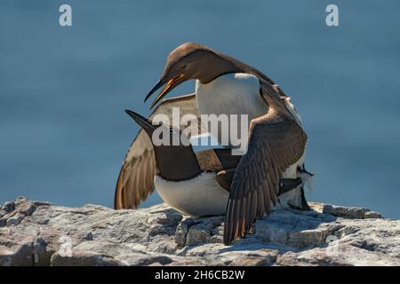 Ein Paar von Paarungen Guillemots Uria aalge Paarung auf den Farne-Inseln Northumberland. VEREINIGTES KÖNIGREICH Stockfoto