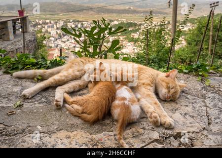 Streunende Katze füttert Kätzchen aus nächster Nähe Stockfoto