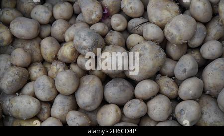 Frisch geerntete Kartoffeln, direkt vom Bauernhof, sind bereit für unzählige Mahlzeiten. Von Pommes Frites bis hin zu pürierten Köstlichkeiten. Stockfoto