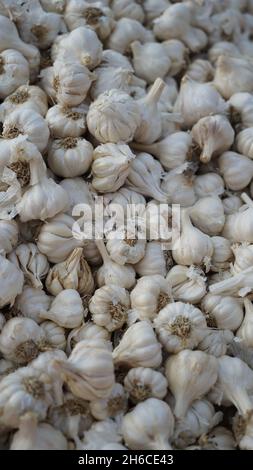 Voller Knoblauch mit festen weißen Zwiebeln und leuchtend grünen Landschaften, die ihre natürliche Textur und Frische betonen Stockfoto