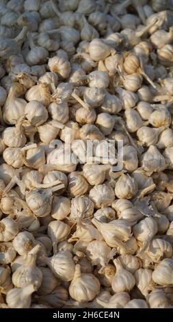Voller Knoblauch mit festen weißen Zwiebeln und leuchtend grünen Landschaften, die ihre natürliche Textur und Frische betonen Stockfoto