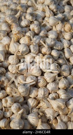 Voller Knoblauch mit festen weißen Zwiebeln und leuchtend grünen Landschaften, die ihre natürliche Textur und Frische betonen Stockfoto