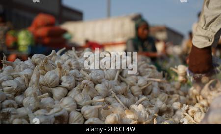 Voller Knoblauch mit festen weißen Zwiebeln und leuchtend grünen Landschaften, die ihre natürliche Textur und Frische betonen Stockfoto