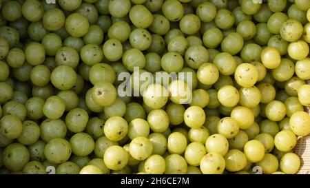 Dieses hochauflösende Bild zeigt den Prozess von Amla (Phyllanthus emblica), einer wertvollen ayurvedischen Frucht, von der Ernte bis zur Verarbeitung. Die Bildkappe Stockfoto