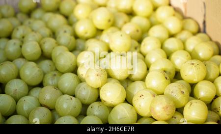 Dieses hochauflösende Bild zeigt den Prozess von Amla (Phyllanthus emblica), einer wertvollen ayurvedischen Frucht, von der Ernte bis zur Verarbeitung. Die Bildkappe Stockfoto