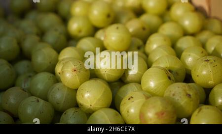 Dieses hochauflösende Bild zeigt den Prozess von Amla (Phyllanthus emblica), einer wertvollen ayurvedischen Frucht, von der Ernte bis zur Verarbeitung. Die Bildkappe Stockfoto