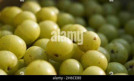 Dieses hochauflösende Bild zeigt den Prozess von Amla (Phyllanthus emblica), einer wertvollen ayurvedischen Frucht, von der Ernte bis zur Verarbeitung. Die Bildkappe Stockfoto