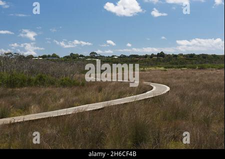 Ein Baumsteg schlängelt sich durch die Warringine Wetlands und umringt die Mangroven in der Nähe von Hastings in Victoria, Australien. Stockfoto