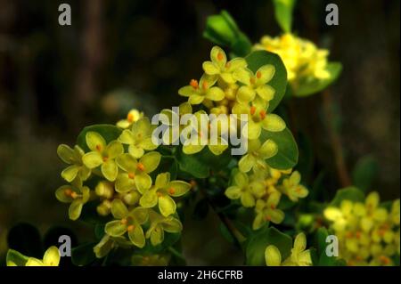 Die meisten Reisblüten sind weiß - dies ist die einzige gelbe - entsprechend Gelbe Reisblume (Pimelea Flava) genannt, gefunden im Baluk Willam Reserve. Stockfoto