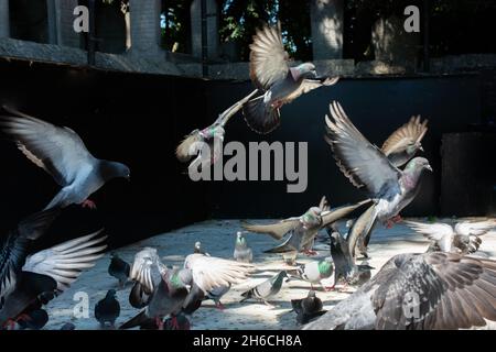 Schöne Taube Vögel, Tauben an Leben in einer städtischen Umgebung Stockfoto