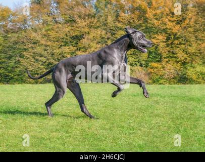 Blue Great Dane, eine der größten Hunderassen, männlich, läuft im Herbst spielerisch und kraftvoll über eine grüne Graswiese mit bunten Bäumen Stockfoto