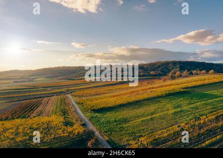 Luftdrohnenaufnahme von bunten Herbstweinfeldern im österreichischen Weinviertel. Landschaftlich reizvolle Natur während der Weinlese. Stockfoto