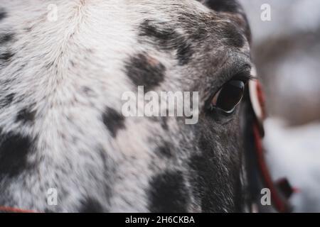 Auge eines reinrassigen dalmatinischen Pferdes aus der Nähe Stockfoto