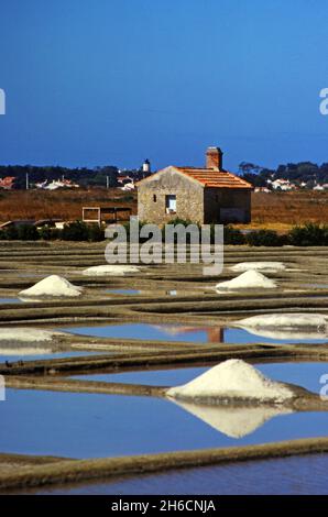 FRANKREICH. VENDEE (85) NOIRMOUTIER ISLAND. SALZWIESEN Stockfoto