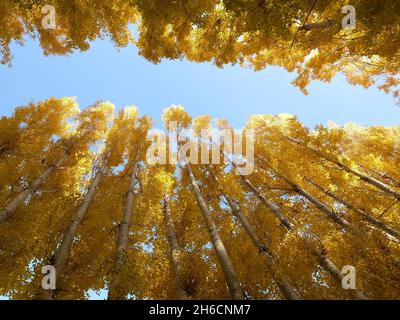 Gelbe Pappelbäume, die im Herbst von unten im Wald fotografiert wurden Stockfoto