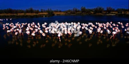 FRANKREICH. BOUCHES DU RHONE (13) CAMARGUE. VOGELSCHUTZGEBIET PONT DE GAU. FLAMINGOS Stockfoto