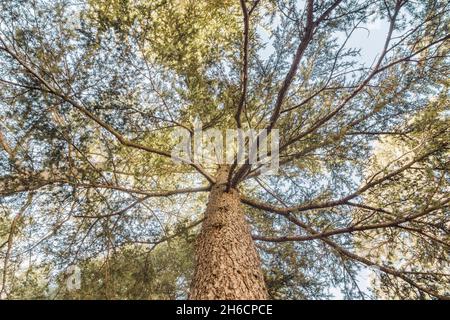 Unterseite des Cedrus Libani Baumes im Cedars of God Wald, Arz, Bsharri, Libanon Stockfoto