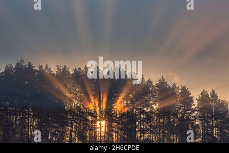 Sonnenstrahlen tauchen im Wald auf, Lichtstrahlen bewegen sich am kalten Morgen Stockfoto