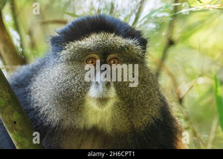 Golden Monkey - Cercopithecus kandti, wunderschön gefärbter seltener Affe aus afrikanischen Wäldern, Mgahinga Gorilla National Park, Uganda. Stockfoto